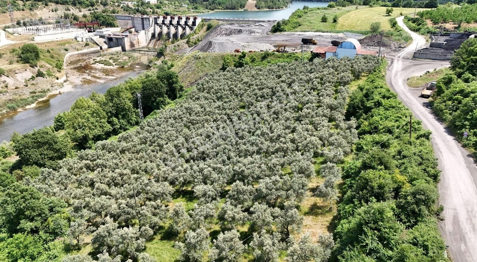 300 Adet 57 Yaşinda Zeytin Ağacı Asfalt Yola Cephe 10500m2 Tarla - Görsel 6