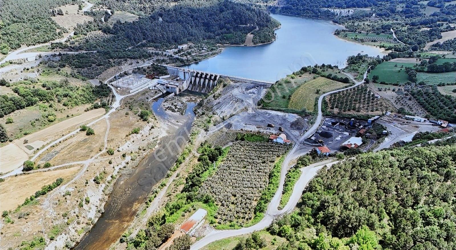 300 Adet 57 Yaşinda Zeytin Ağacı Asfalt Yola Cephe 10500m2 Tarla - Görsel 5