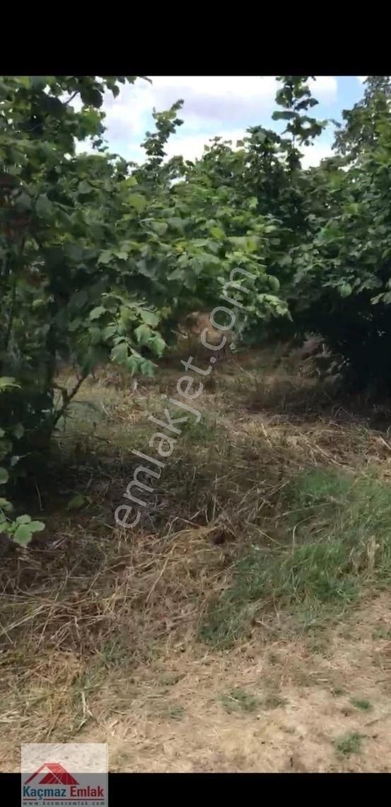 Sakarya Kaynarcada 9 Dönüm Satılık Fındıklık - Görsel 12