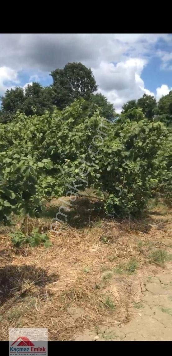 Sakarya Kaynarcada 9 Dönüm Satılık Fındıklık - Görsel 10