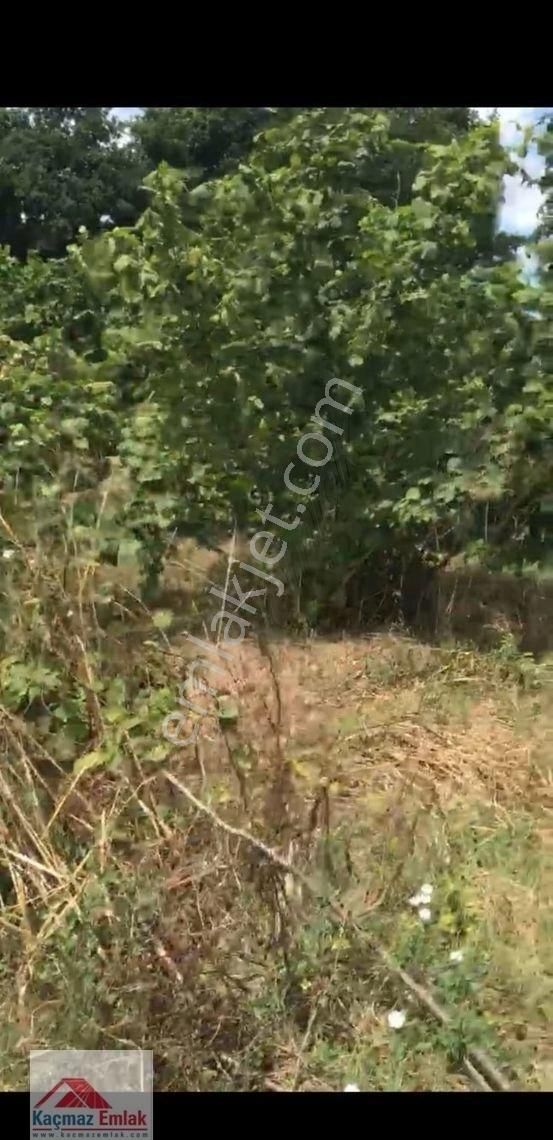 Sakarya Kaynarcada 9 Dönüm Satılık Fındıklık - Görsel 16