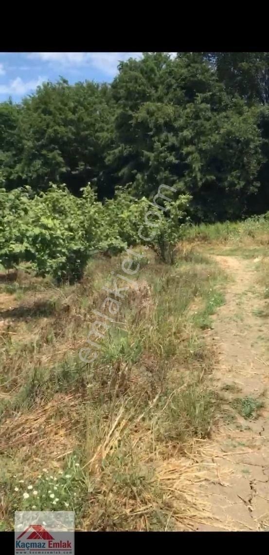 Sakarya Kaynarcada 9 Dönüm Satılık Fındıklık - Görsel 15