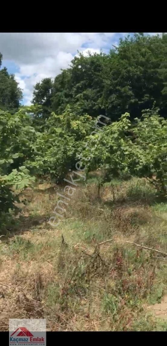 Sakarya Kaynarcada 9 Dönüm Satılık Fındıklık - Görsel 18