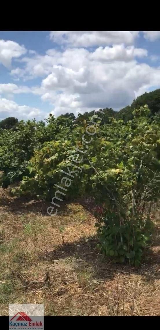 Sakarya Kaynarcada 9 Dönüm Satılık Fındıklık - Görsel 2