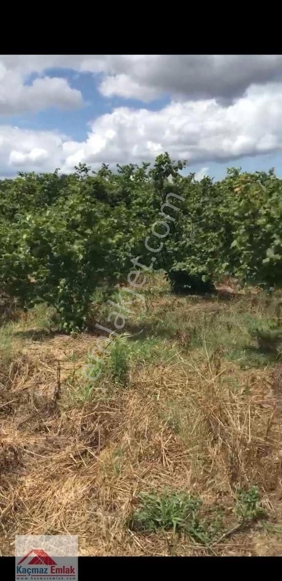 Sakarya Kaynarcada 9 Dönüm Satılık Fındıklık - Görsel 5