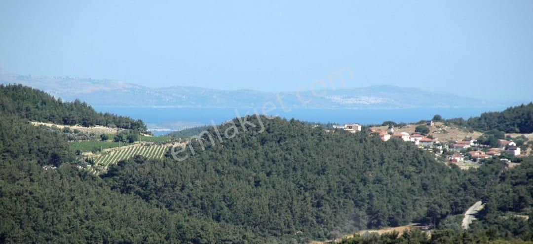 Urla Yağcılard'a Köye Ve Plaja Yakın Yatırımlık Hisseli Zeytinlik - Görsel 4