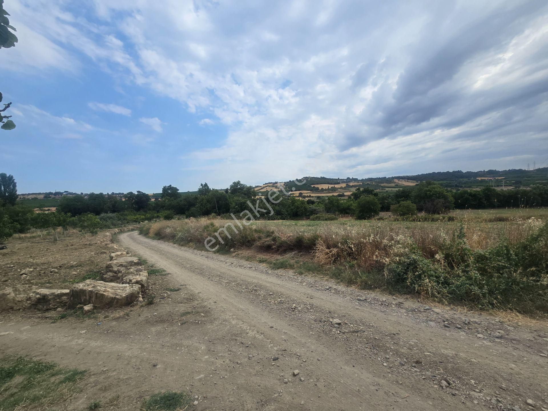 Musaköy'de 4800 M2 Kadastrol Yola Cepheli Satılık Tarla Han Emlak'tan - Görsel 21
