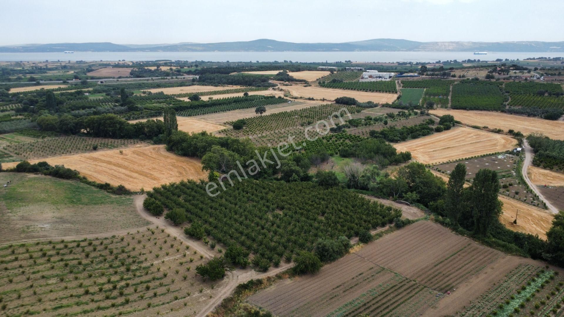 Musaköy'de 4800 M2 Kadastrol Yola Cepheli Satılık Tarla Han Emlak'tan - Görsel 25
