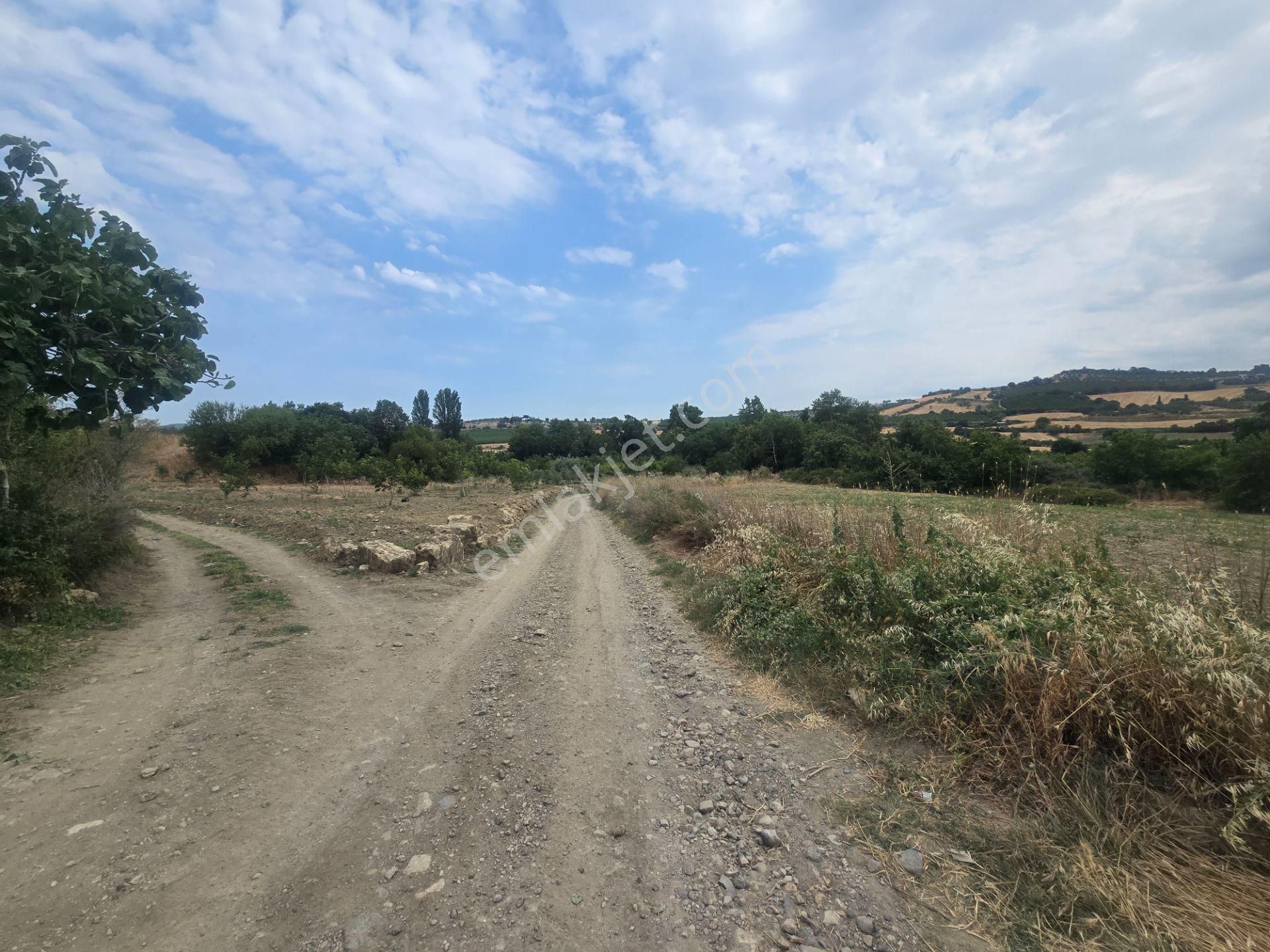 Musaköy'de 4800 M2 Kadastrol Yola Cepheli Satılık Tarla Han Emlak'tan - Görsel 18