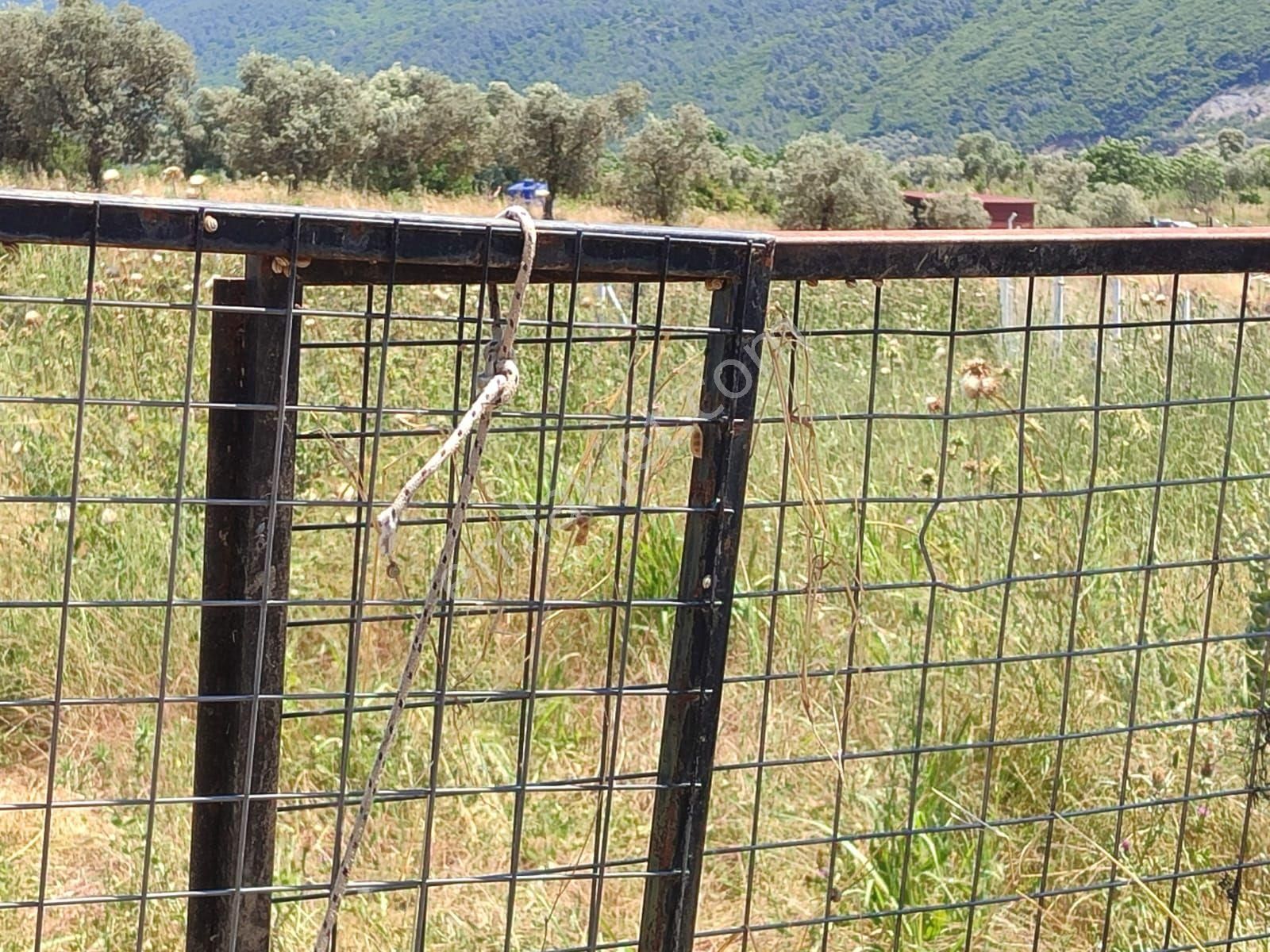 Kuşadası Kirazlı Köyünde Tek Tapu Yola Cepheli Satılık Tarla