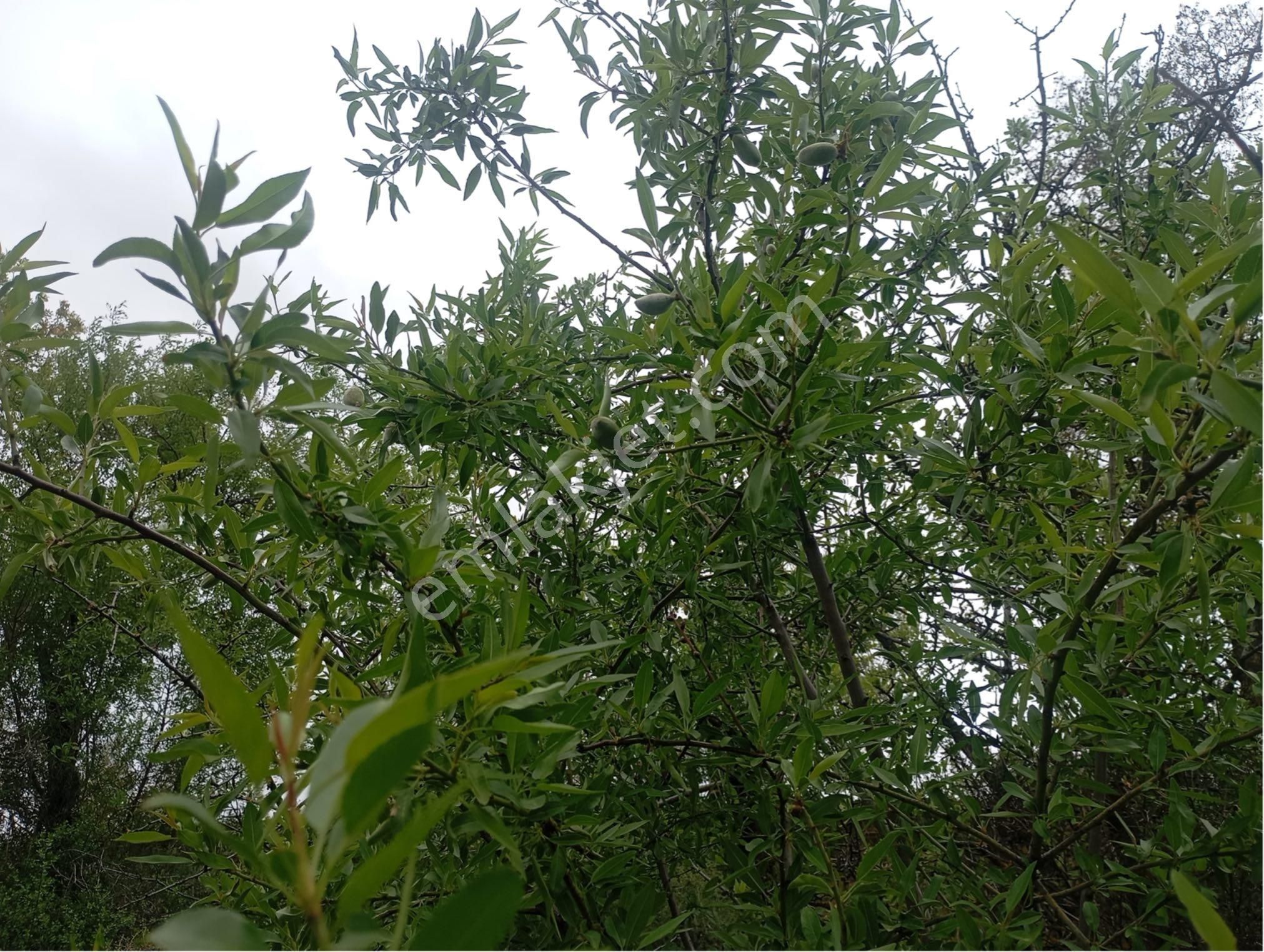 Manisa Kırkağaç Musahocada Zeytinlik - Görsel 6