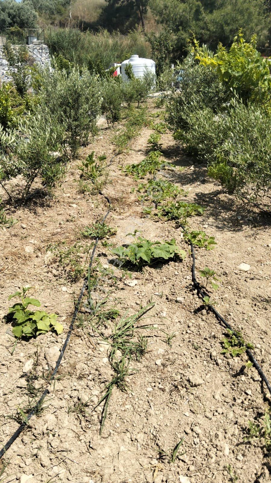 Kuşadası Yaylaköy Bölgesinde İçinde Elektriği Olan - Görsel 4