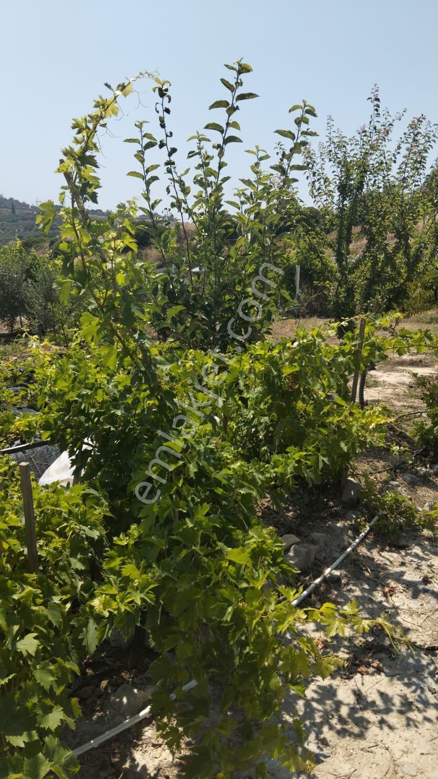 Kuşadası Yaylaköy Bölgesinde İçinde Elektriği Olan - Görsel 9