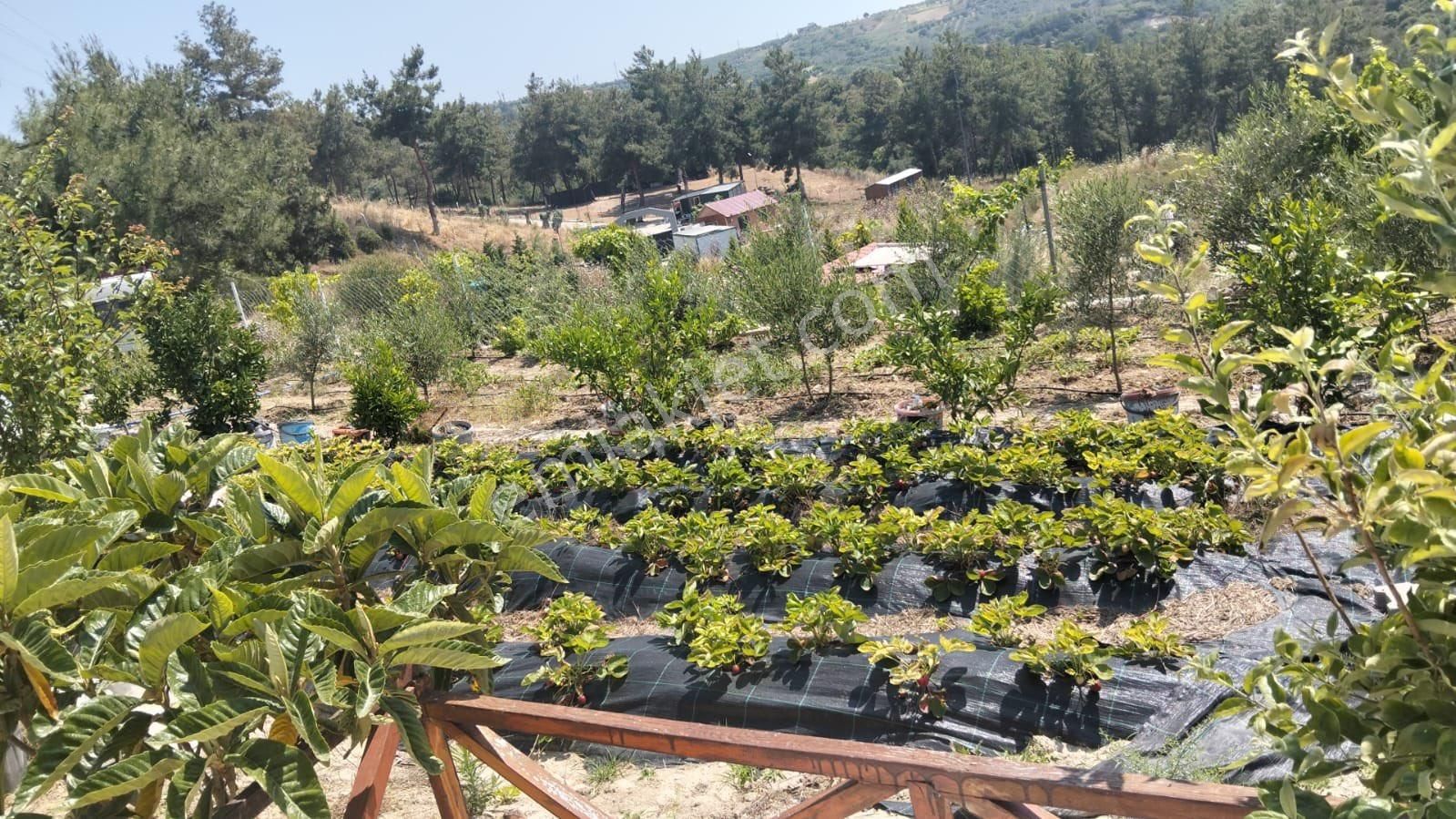 Kuşadası Yaylaköy Bölgesinde İçinde Elektriği Olan - Görsel 8