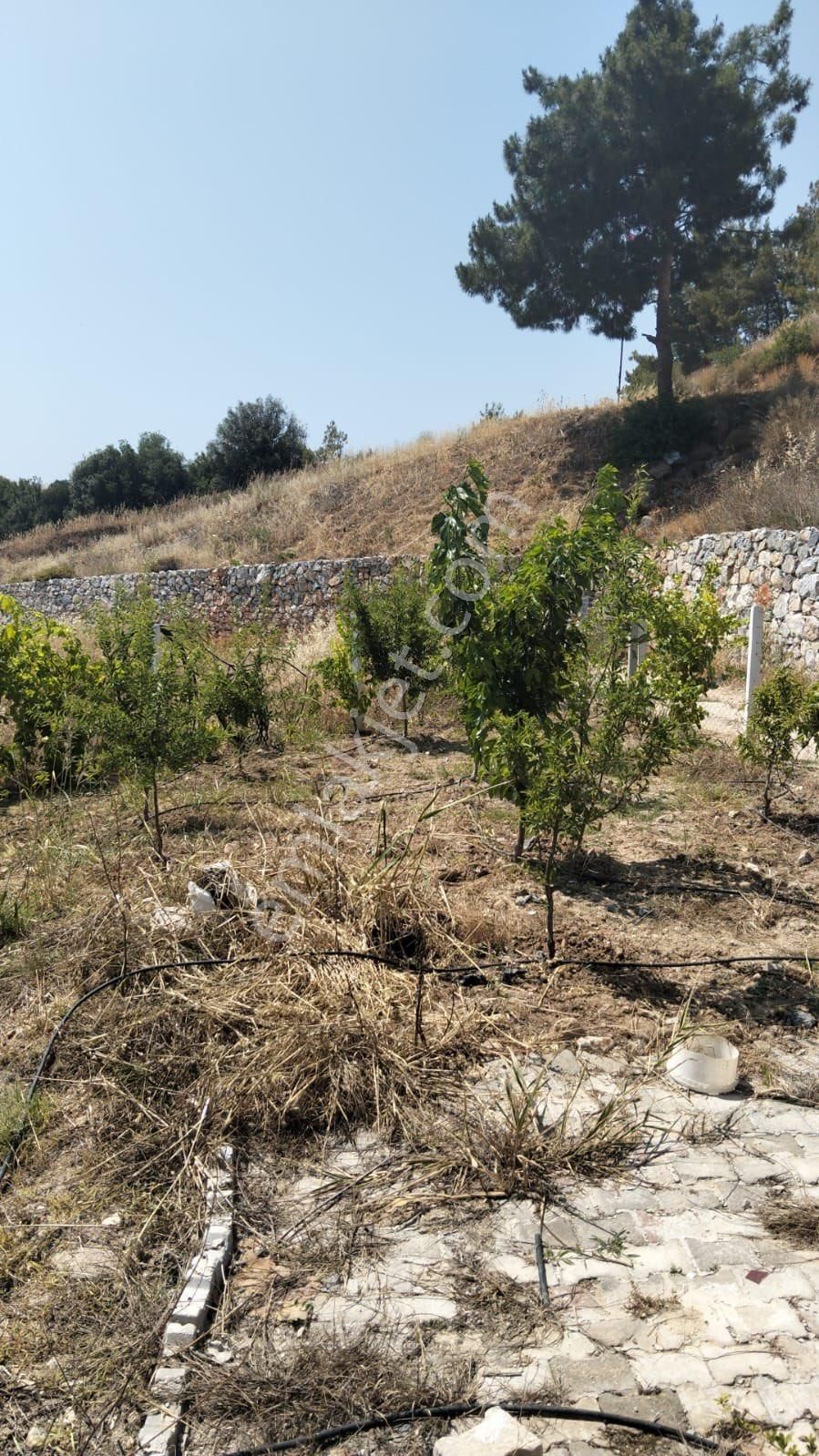 Kuşadası Yaylaköy Bölgesinde İçinde Elektriği Olan - Görsel 7