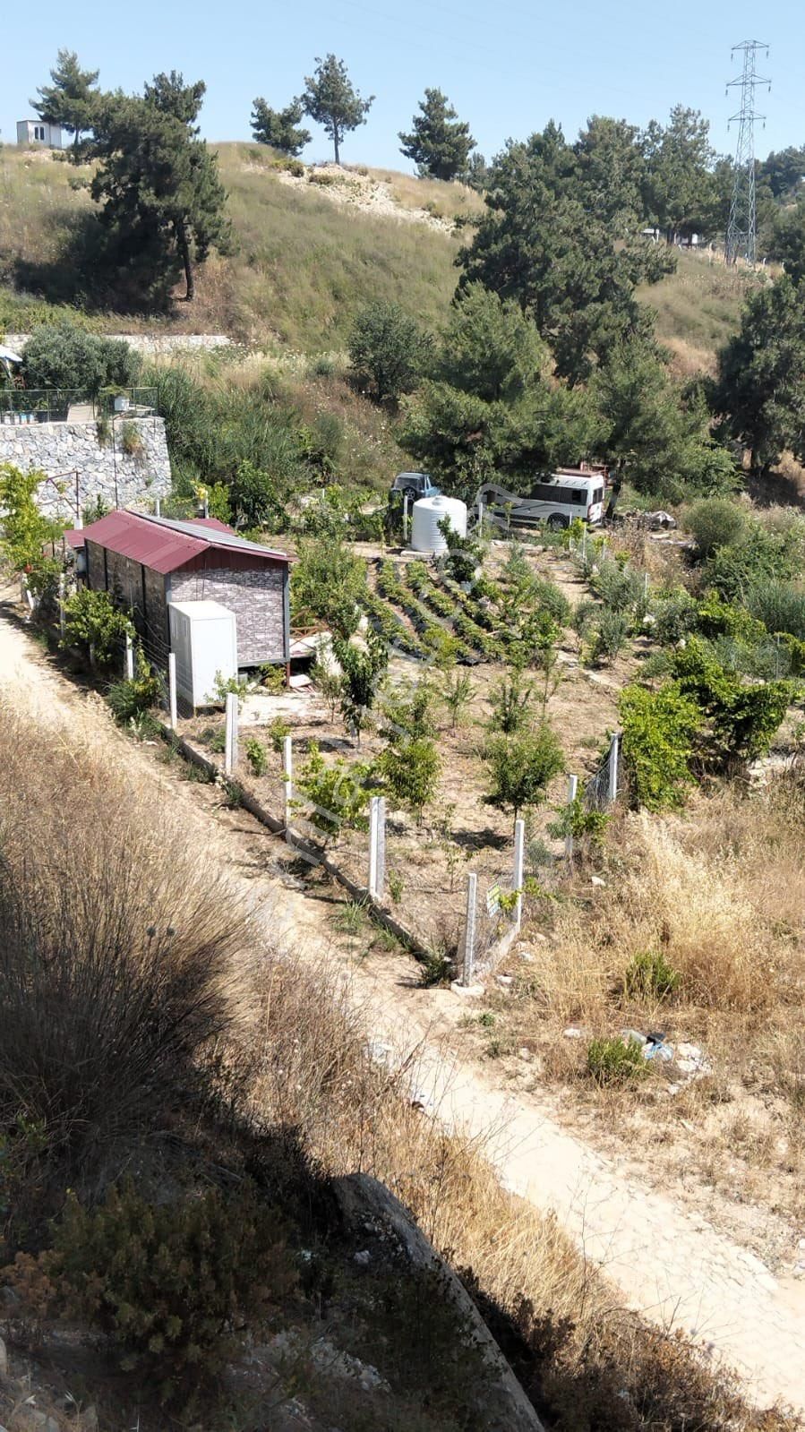 Kuşadası Yaylaköy Bölgesinde İçinde Elektriği Olan