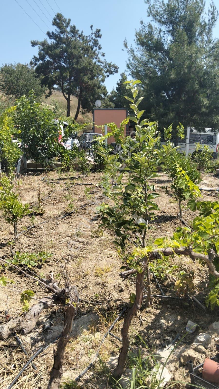 Kuşadası Yaylaköy Bölgesinde İçinde Elektriği Olan - Görsel 10