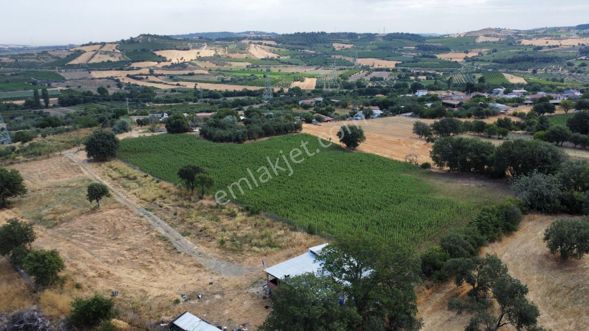 Musaköyde 3750 M2 Satılık Satılık Çiftlik Han Emlak'tan - Görsel 32