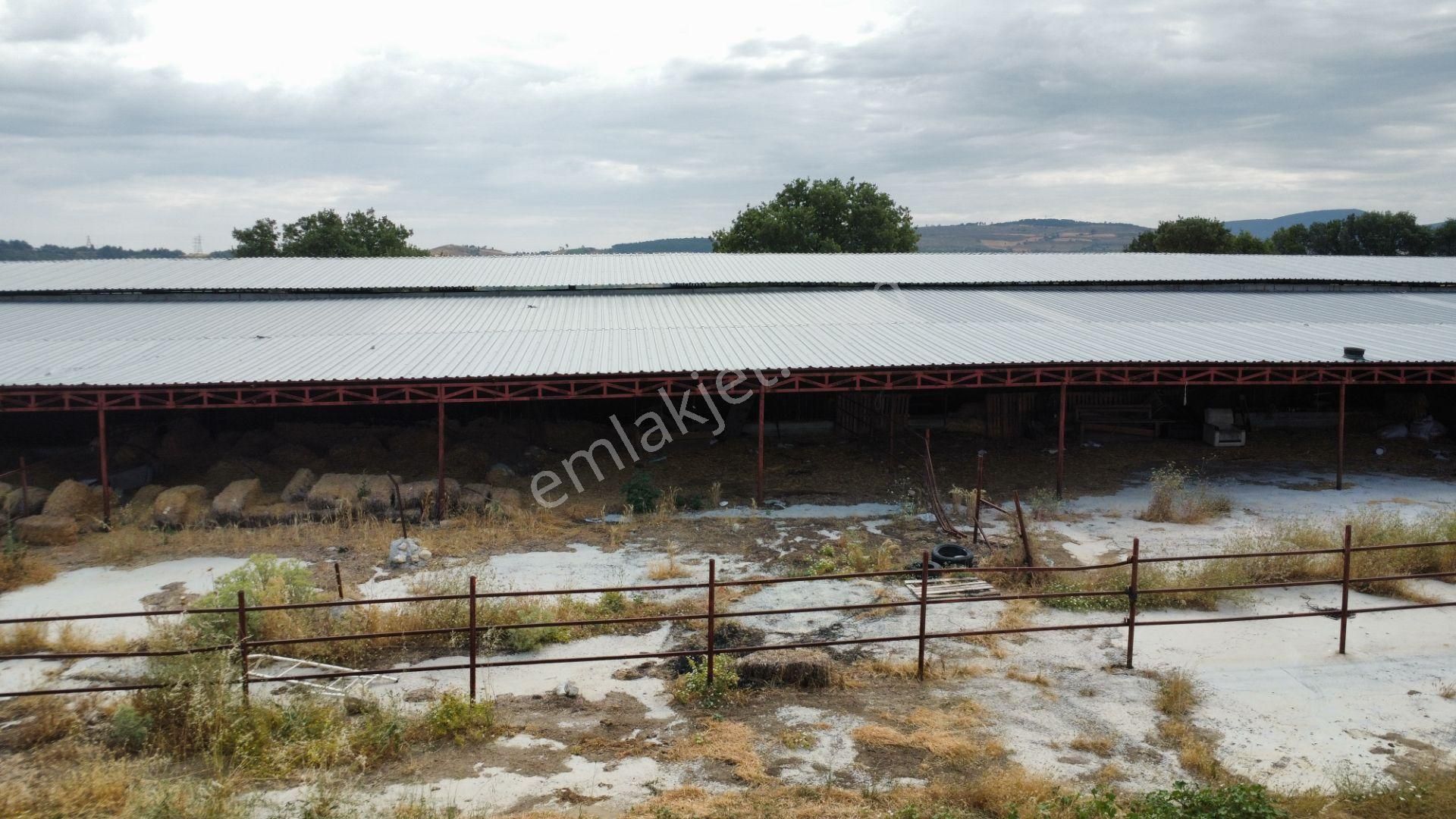 Musaköyde 3750 M2 Satılık Satılık Çiftlik Han Emlak'tan - Görsel 28