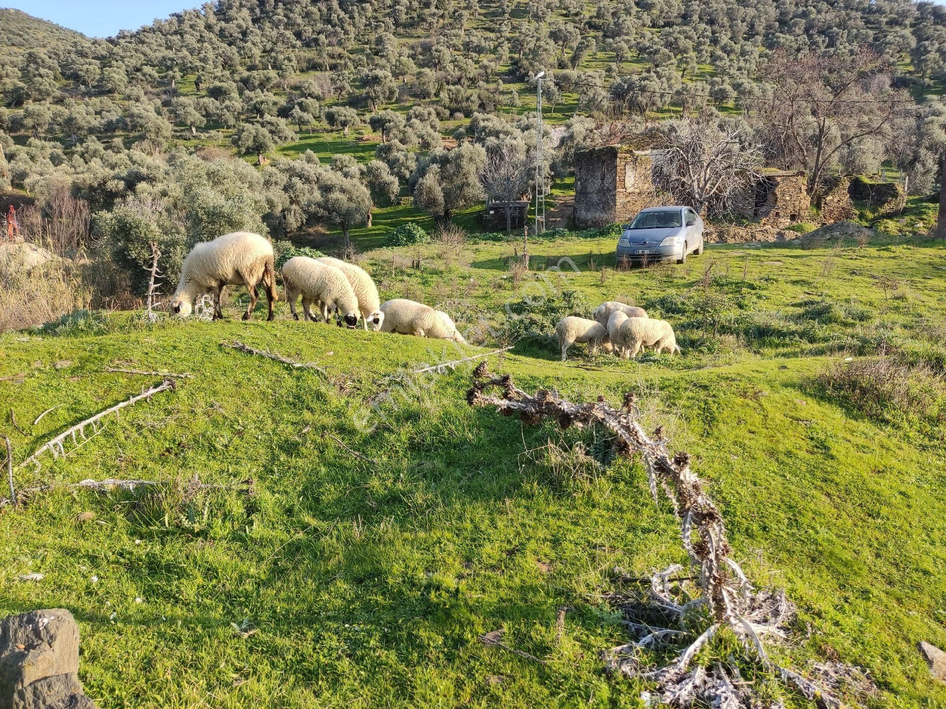 Doğa Gayrimenkulden Satılık Yatırımlık Arsa! - Görsel 6