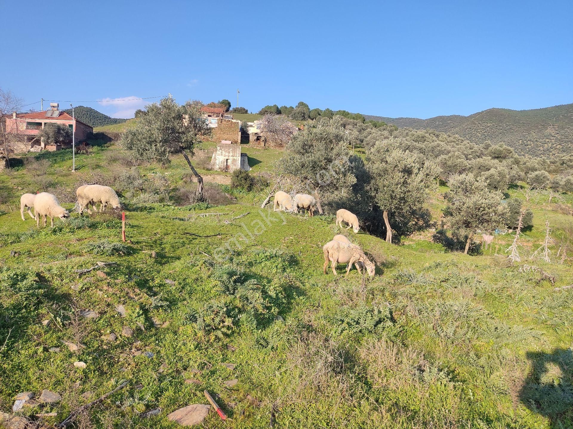 Doğa Gayrimenkulden Satılık Yatırımlık Arsa! - Görsel 3