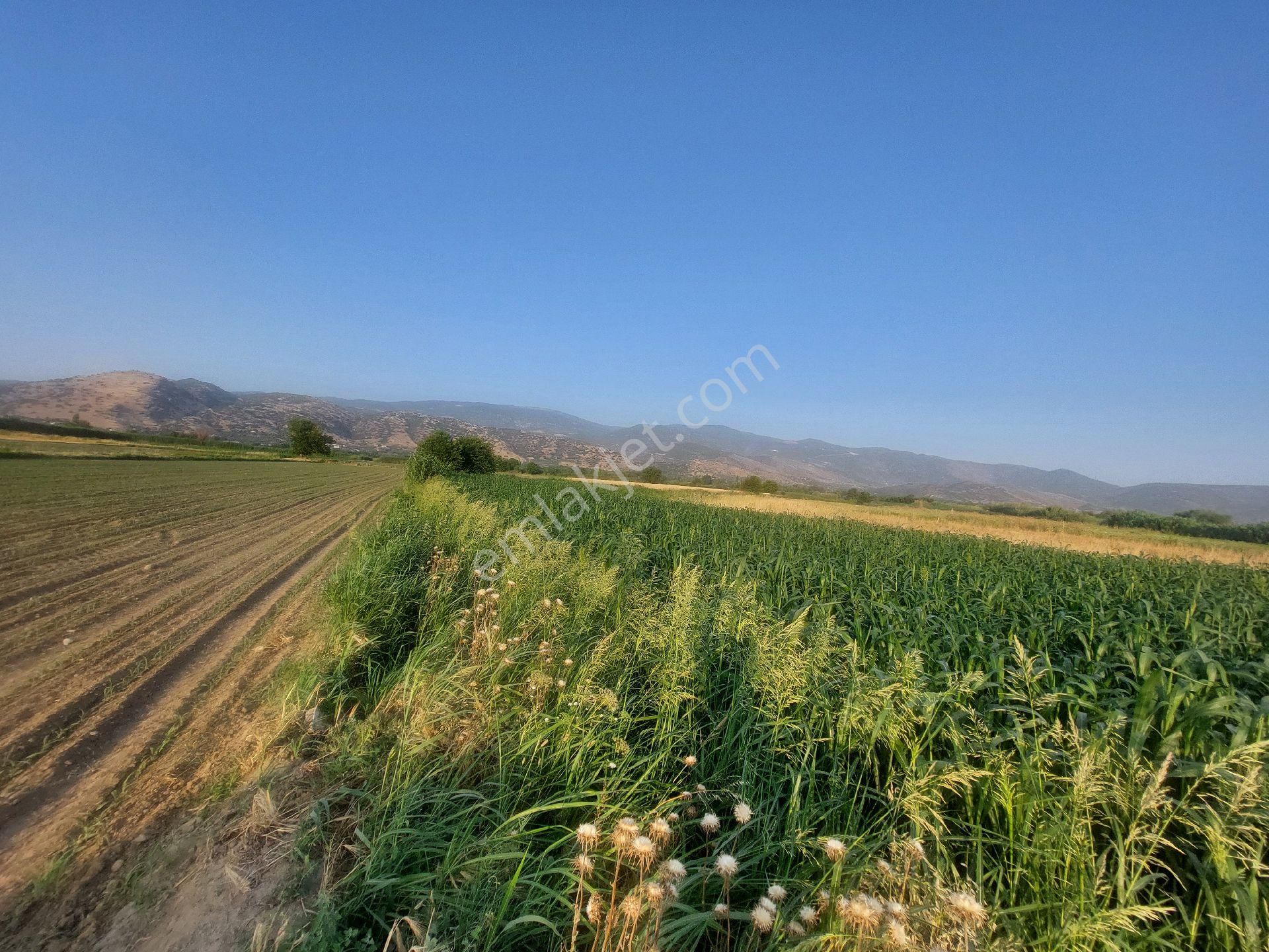 Bozdoğan Nazilli Arası Satılık 18.000 M2 Verimli Tarla - Görsel 26