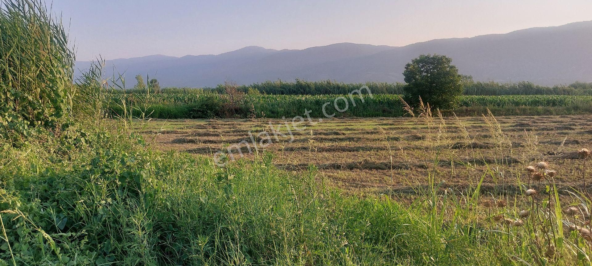 Bozdoğan Nazilli Arası Satılık 18.000 M2 Verimli Tarla - Görsel 11