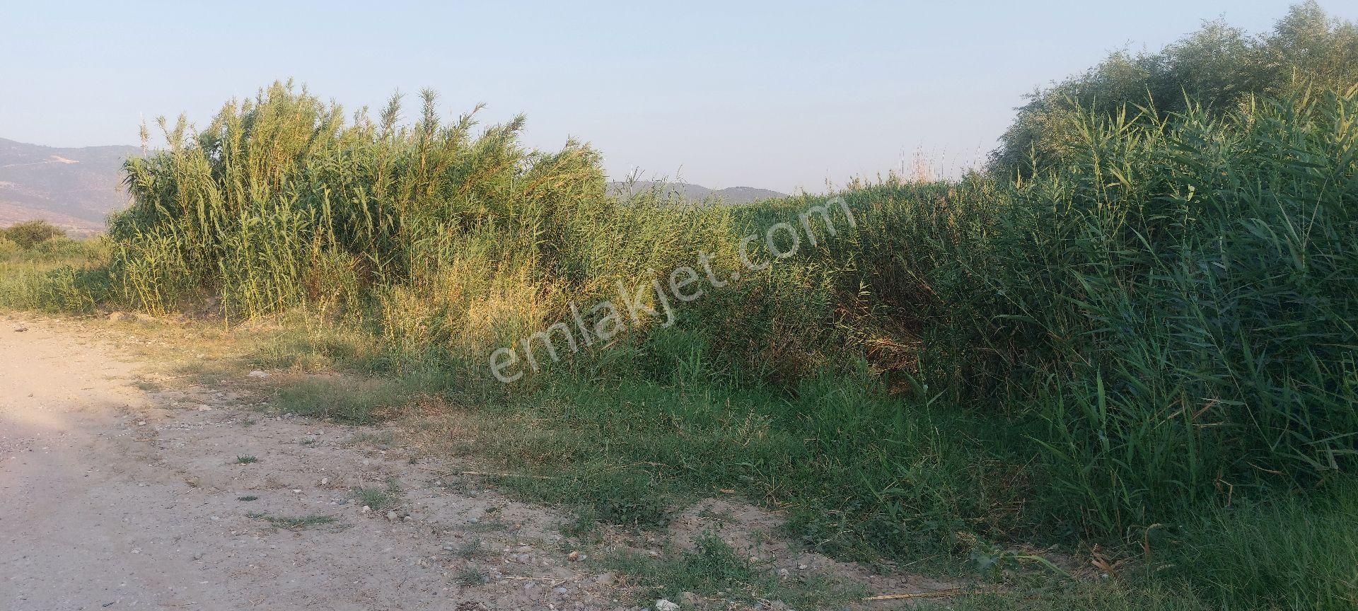 Bozdoğan Nazilli Arası Satılık 18.000 M2 Verimli Tarla - Görsel 17
