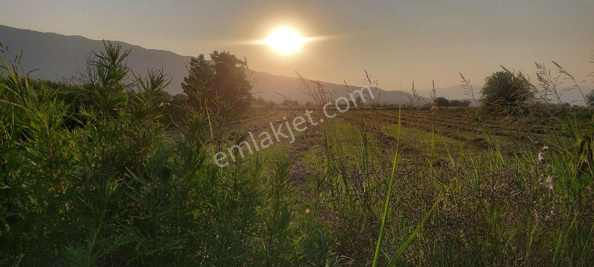 Bozdoğan Nazilli Arası Satılık 18.000 M2 Verimli Tarla - Görsel 6