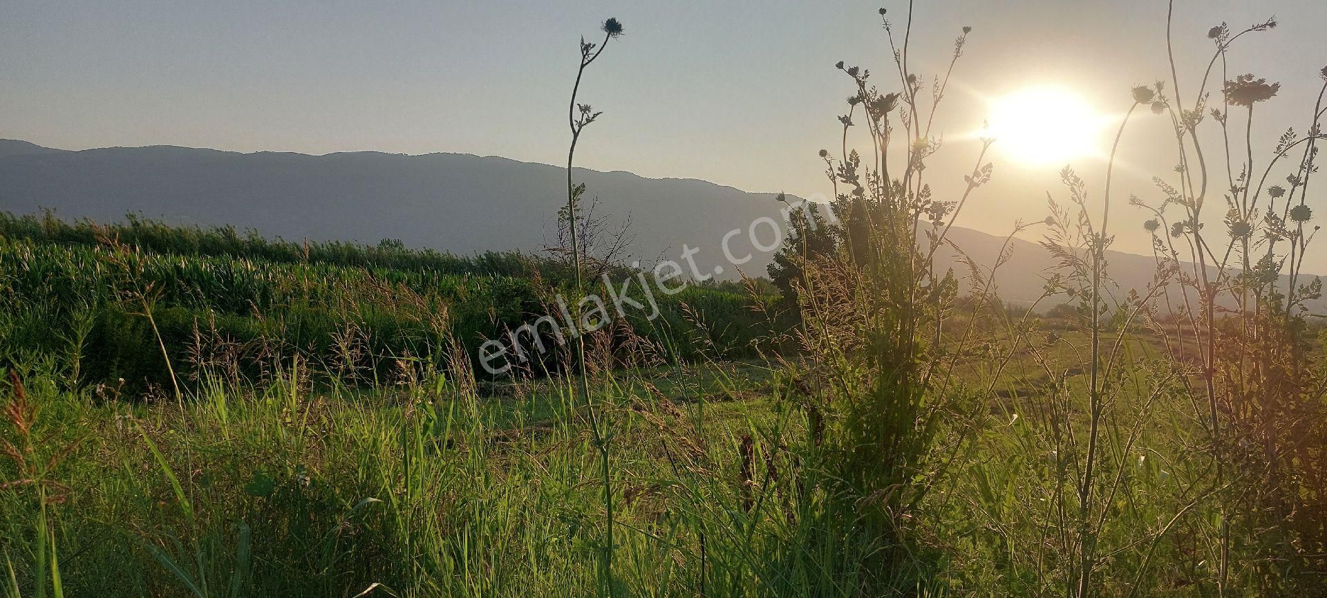 Bozdoğan Nazilli Arası Satılık 18.000 M2 Verimli Tarla - Görsel 23