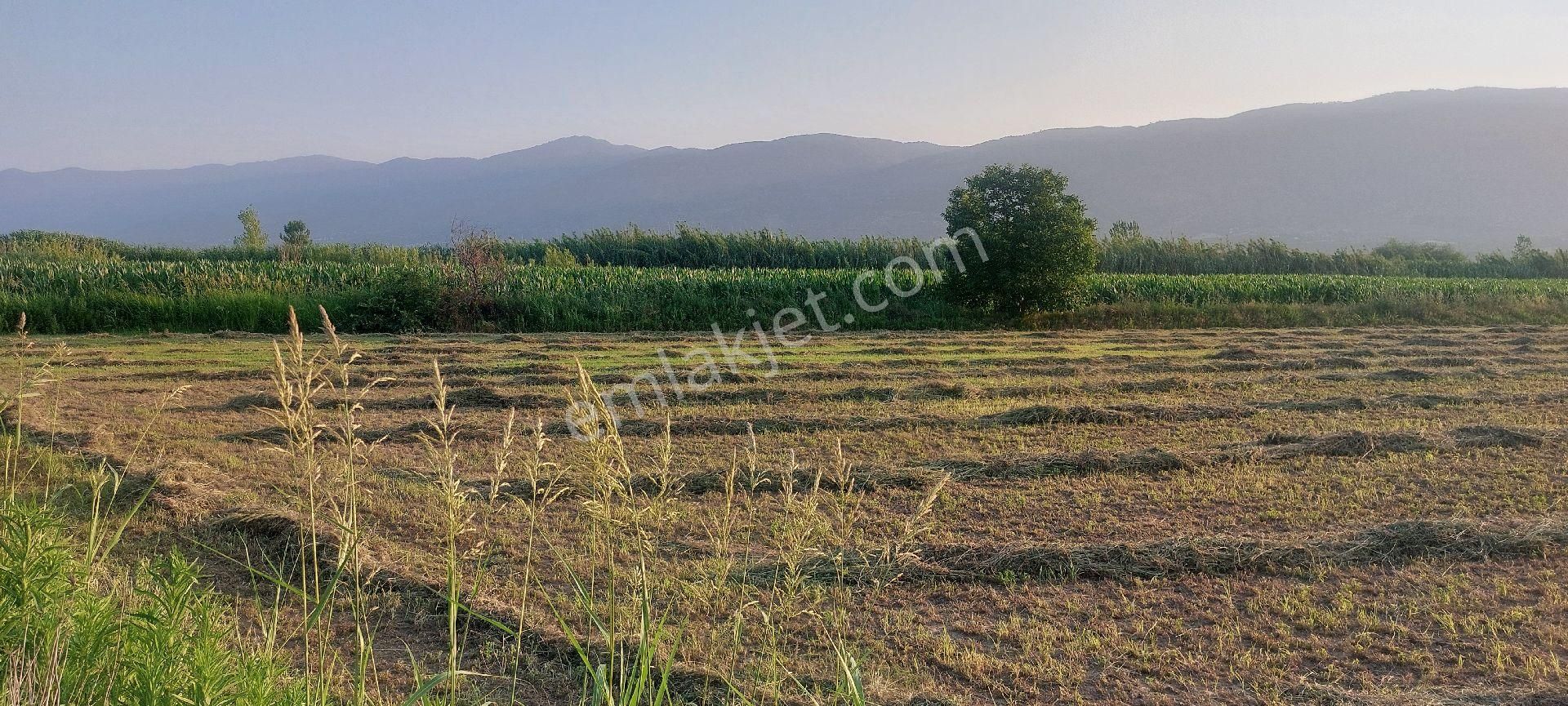 Bozdoğan Nazilli Arası Satılık 18.000 M2 Verimli Tarla - Görsel 9