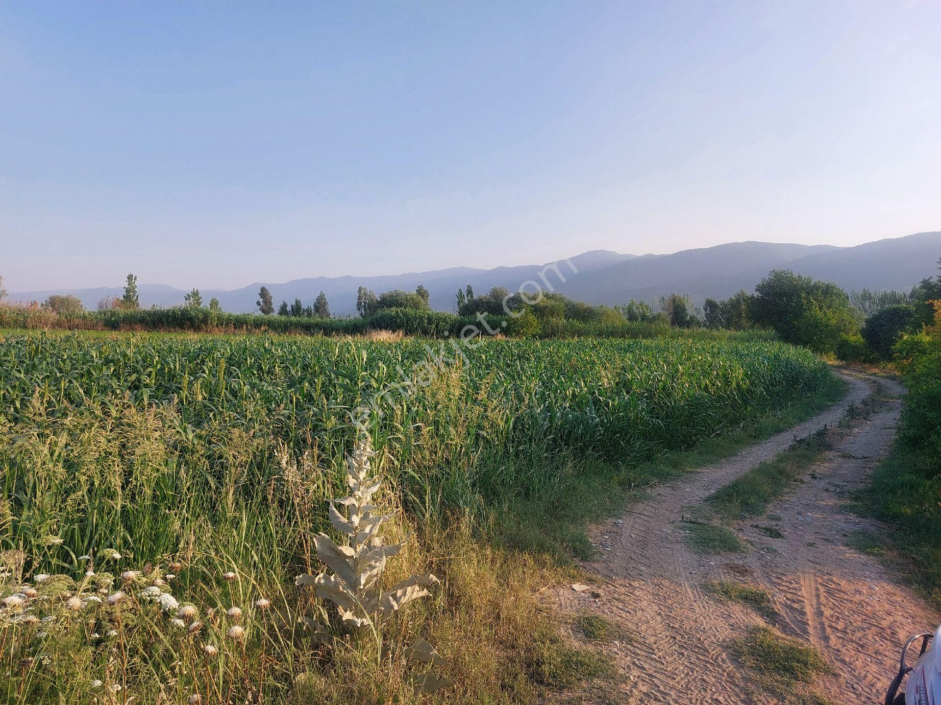 Bozdoğan Nazilli Arası Satılık 18.000 M2 Verimli Tarla - Görsel 5