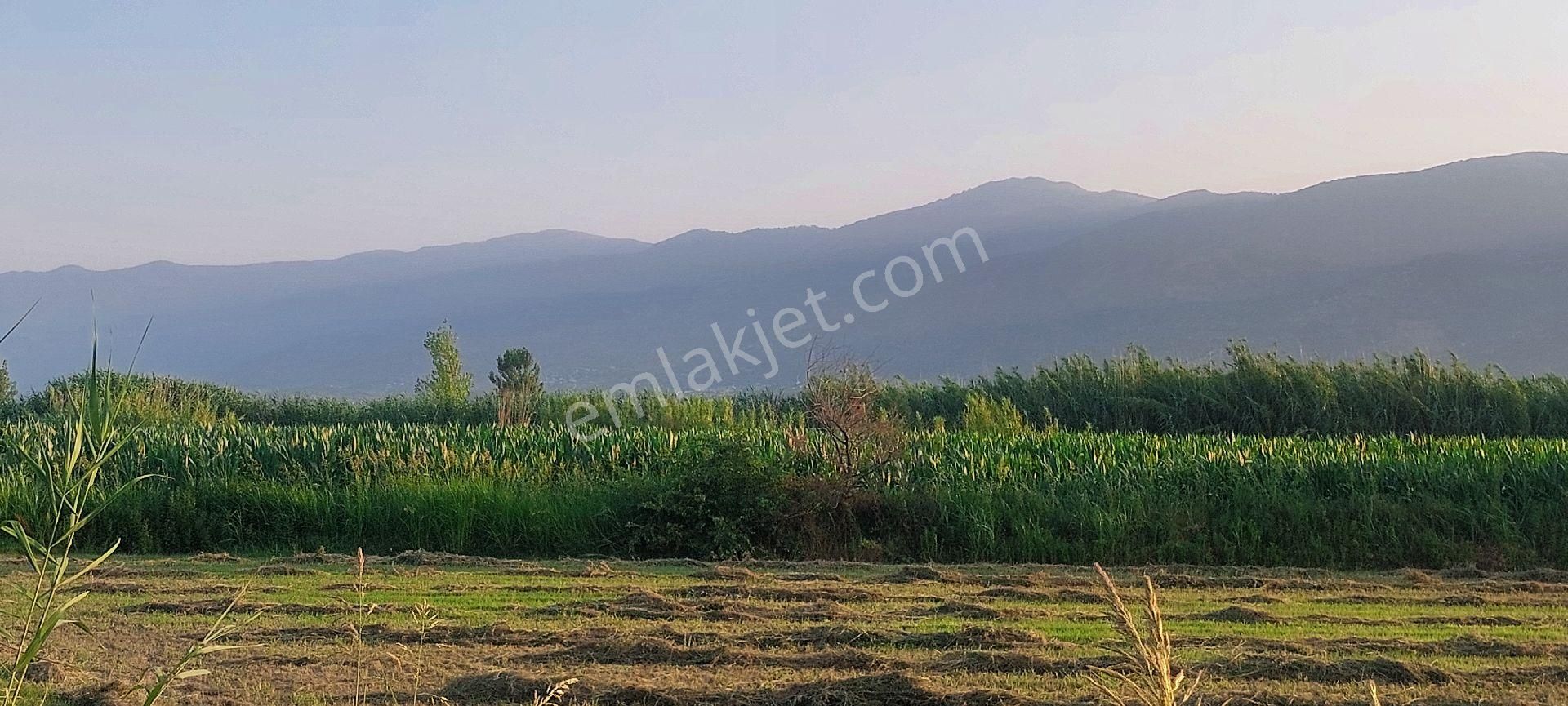Bozdoğan Nazilli Arası Satılık 18.000 M2 Verimli Tarla - Görsel 13