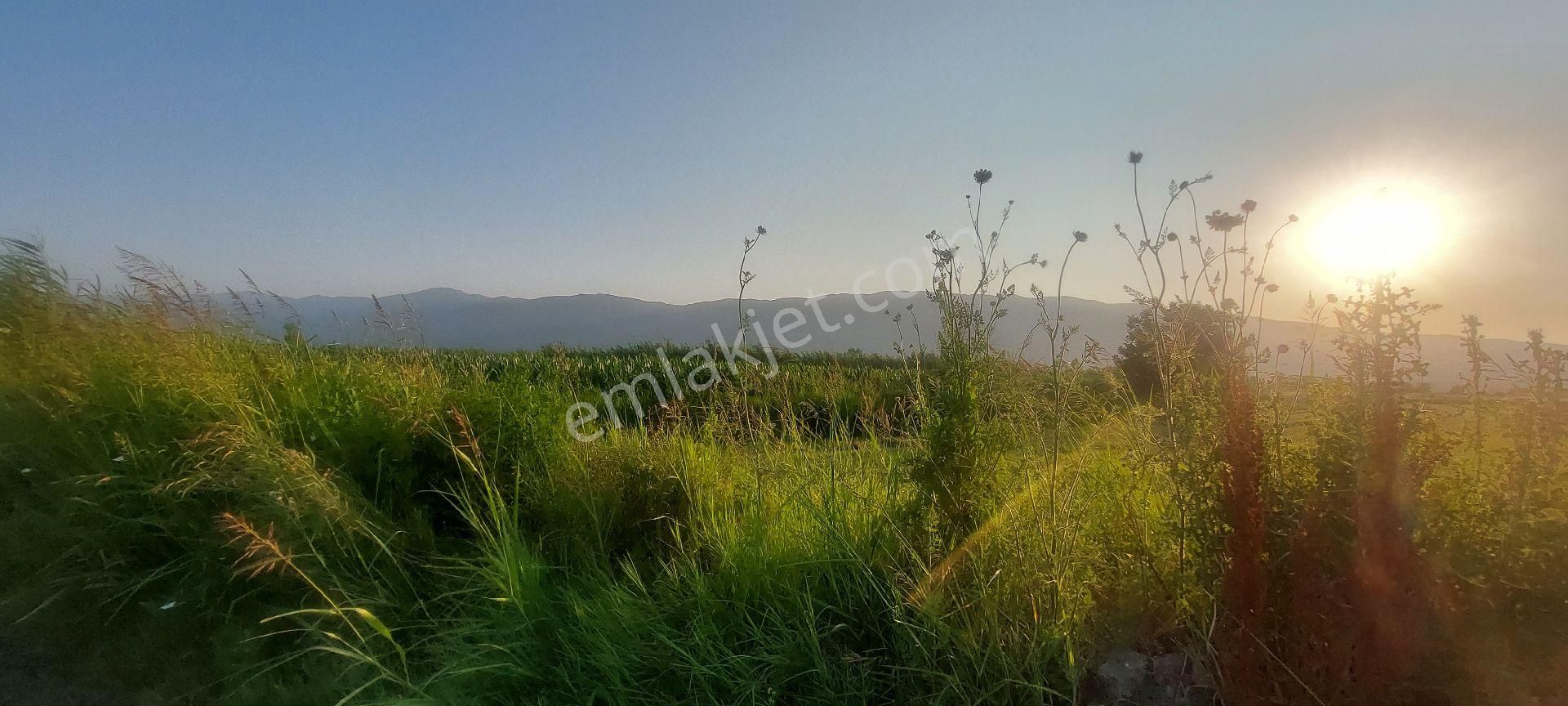 Bozdoğan Nazilli Arası Satılık 18.000 M2 Verimli Tarla - Görsel 19