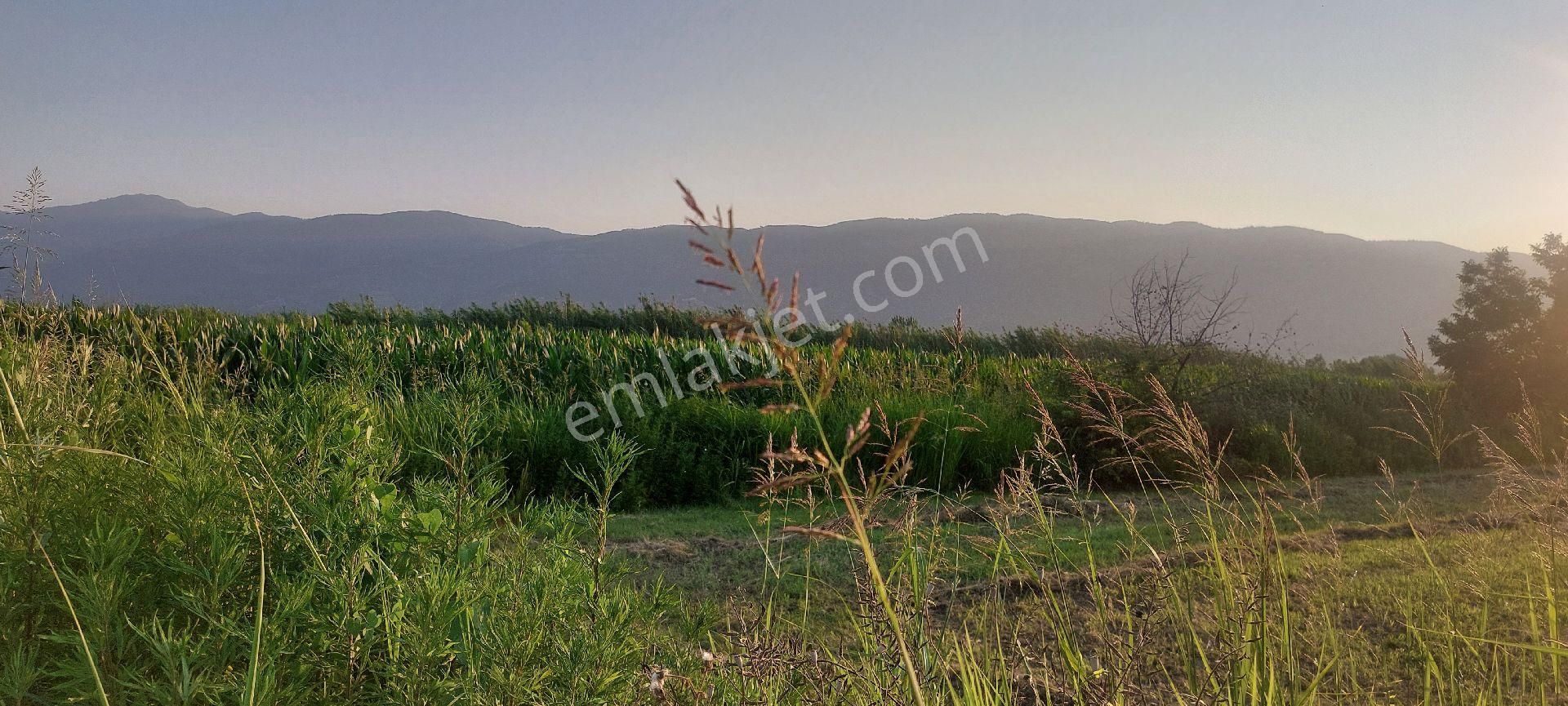Bozdoğan Nazilli Arası Satılık 18.000 M2 Verimli Tarla - Görsel 21