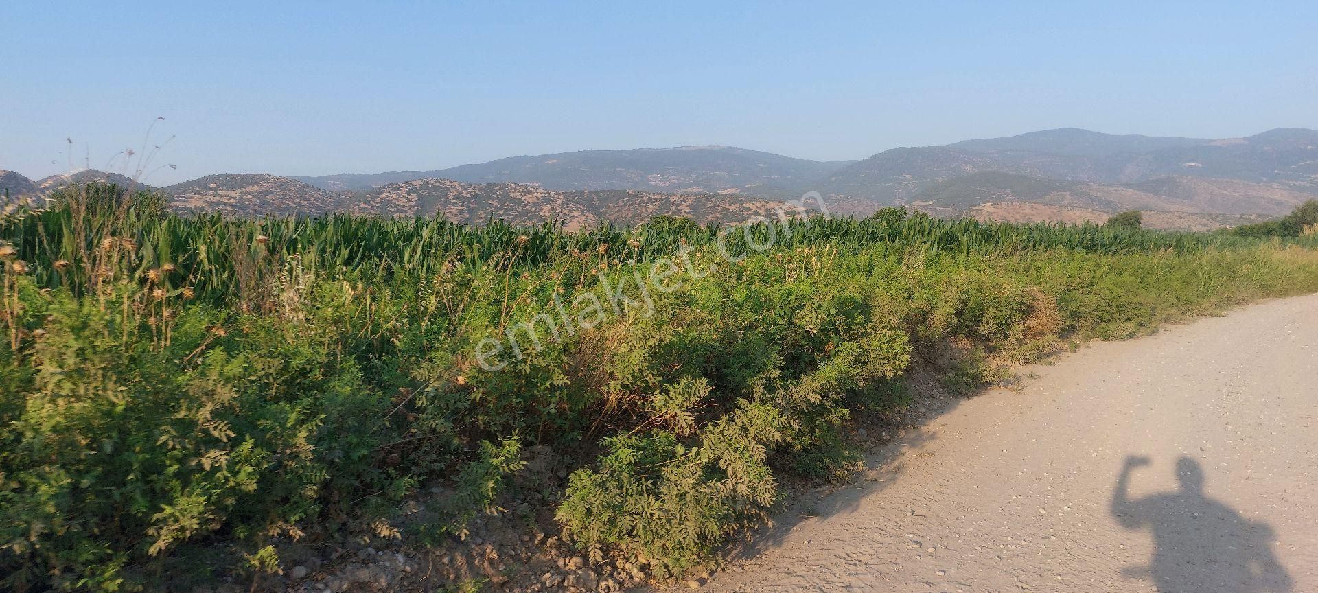 Bozdoğan Nazilli Arası Satılık 18.000 M2 Verimli Tarla - Görsel 14