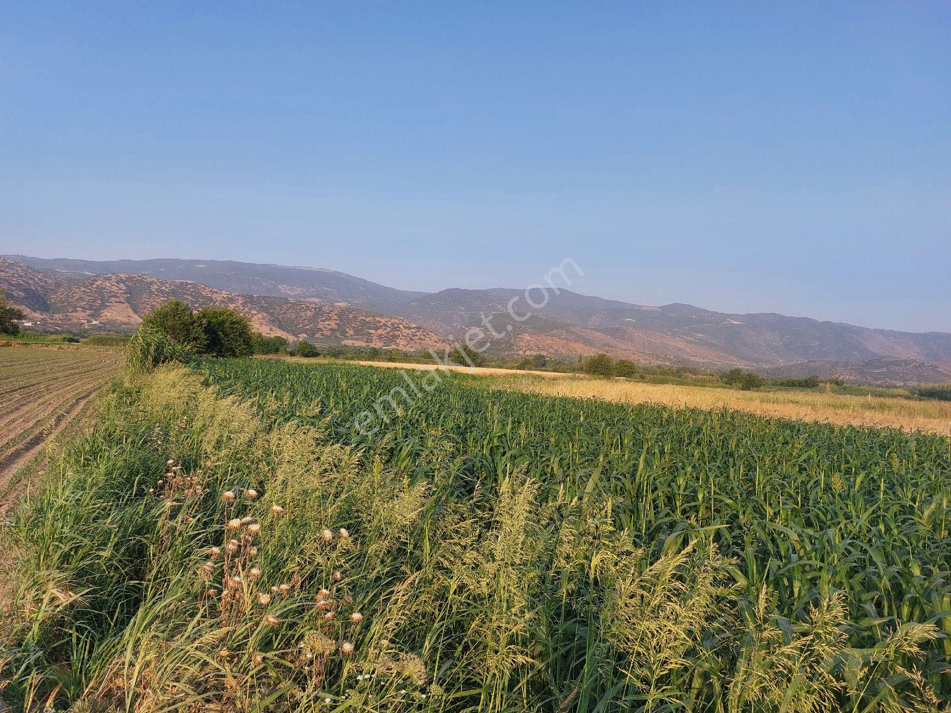 Bozdoğan Nazilli Arası Satılık 18.000 M2 Verimli Tarla - Görsel 2