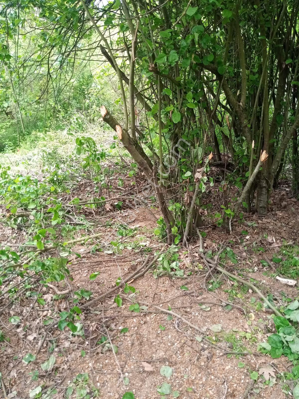 Sakarya Geyve Koru Mahallesi %40 Konut İmarlı Arsa