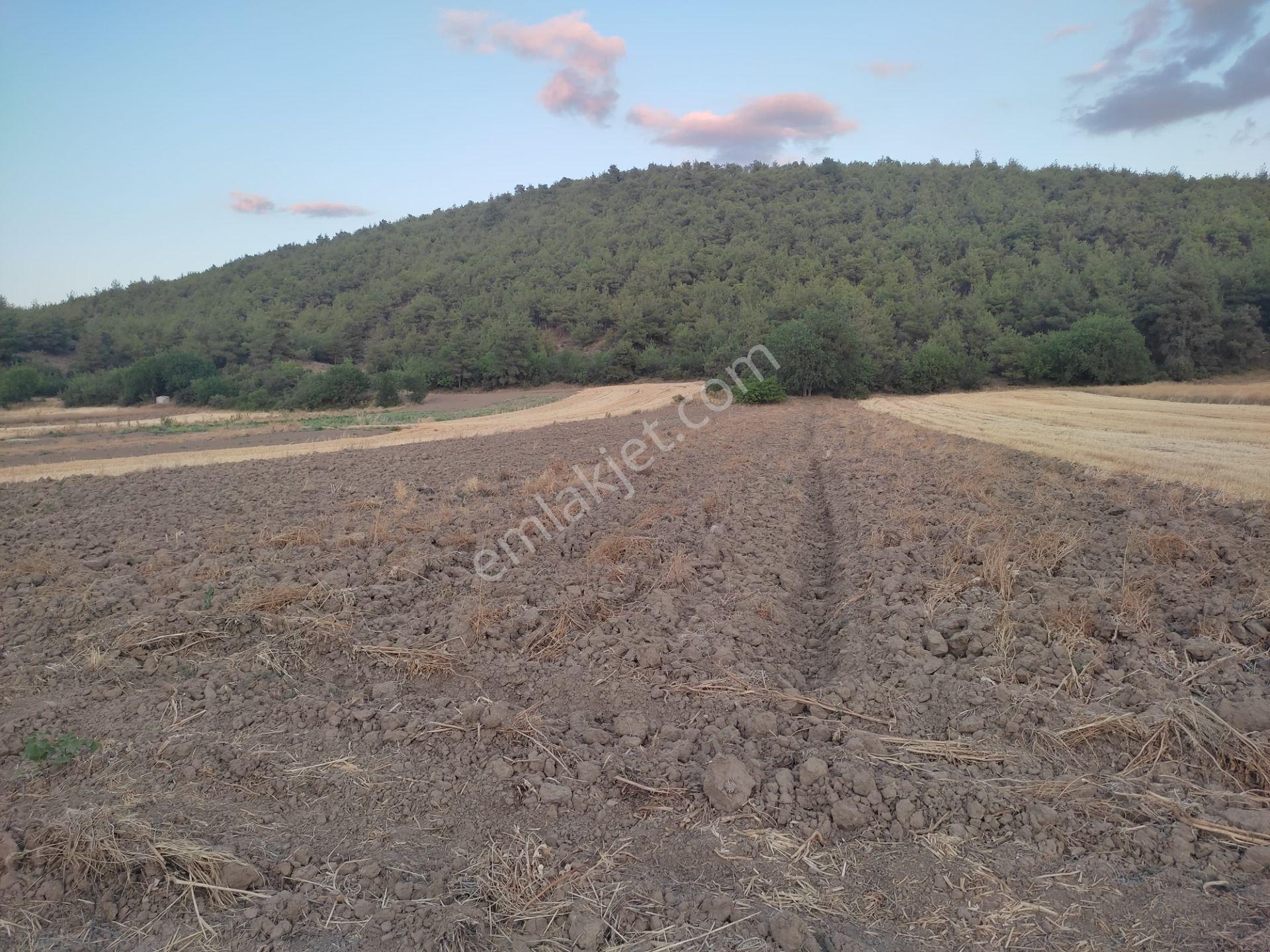 1 Dönüm Resmi Yolu Olan Yatırımlık Merkeze Yakın Arazi Osmnlıdan - Görsel 5