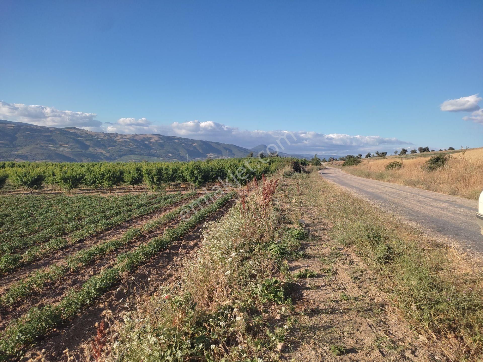 3.386 M2 Manzaralı, Asfalt Kenarı Satılık Tarla