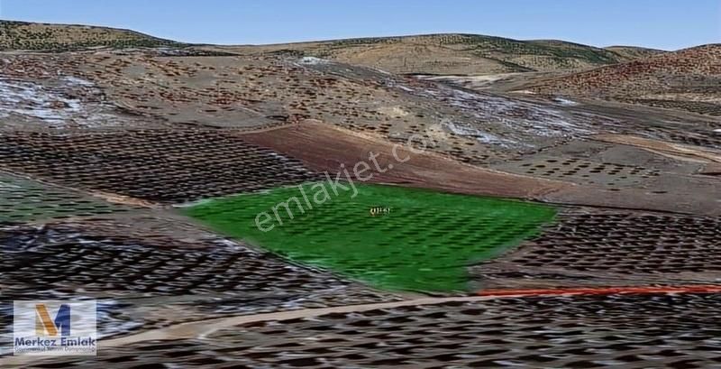 Merkez'den Ana Yola Yakın Kadastral Yola Cepheli Zeytinli Tarla - Görsel 3