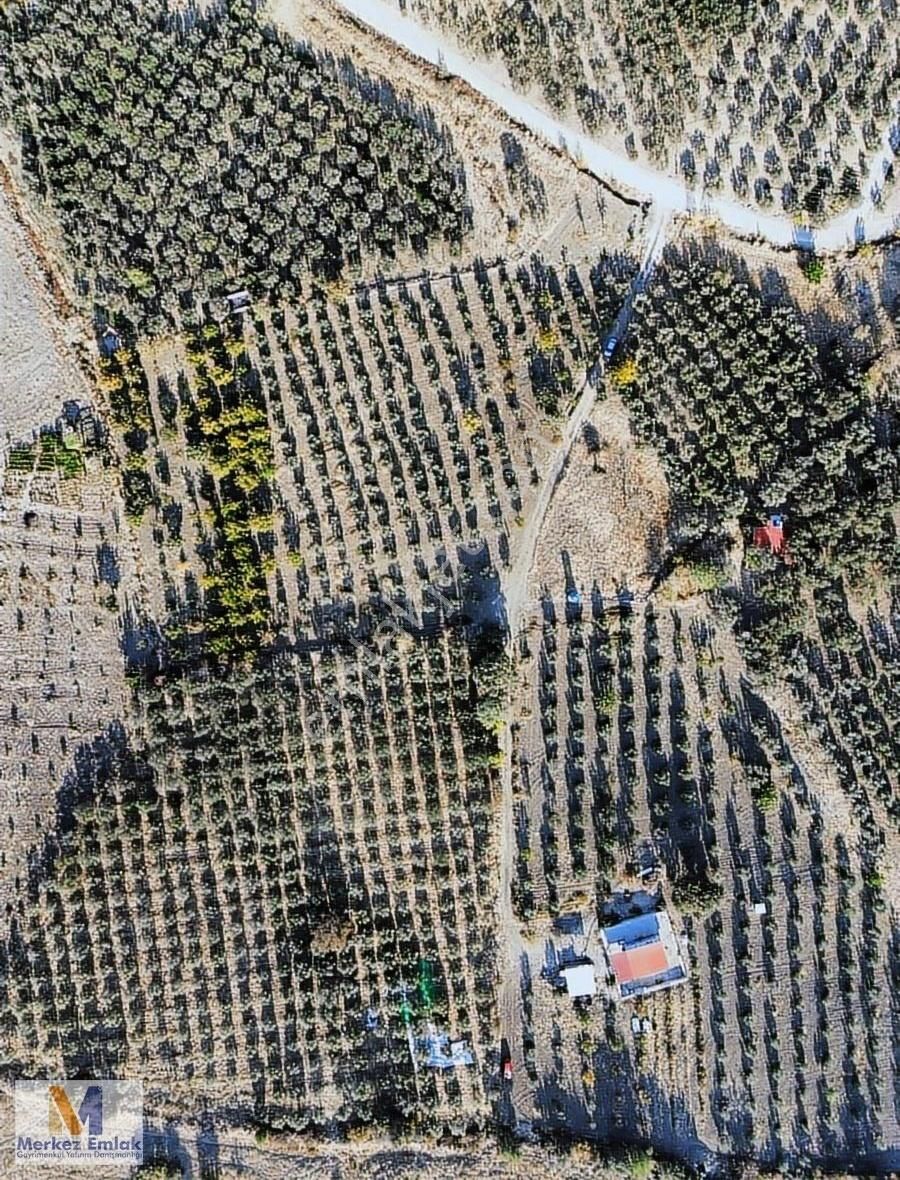 Merkez'den Ana Yola Yakın Kadastral Yola Cepheli Zeytinli Tarla - Görsel 4