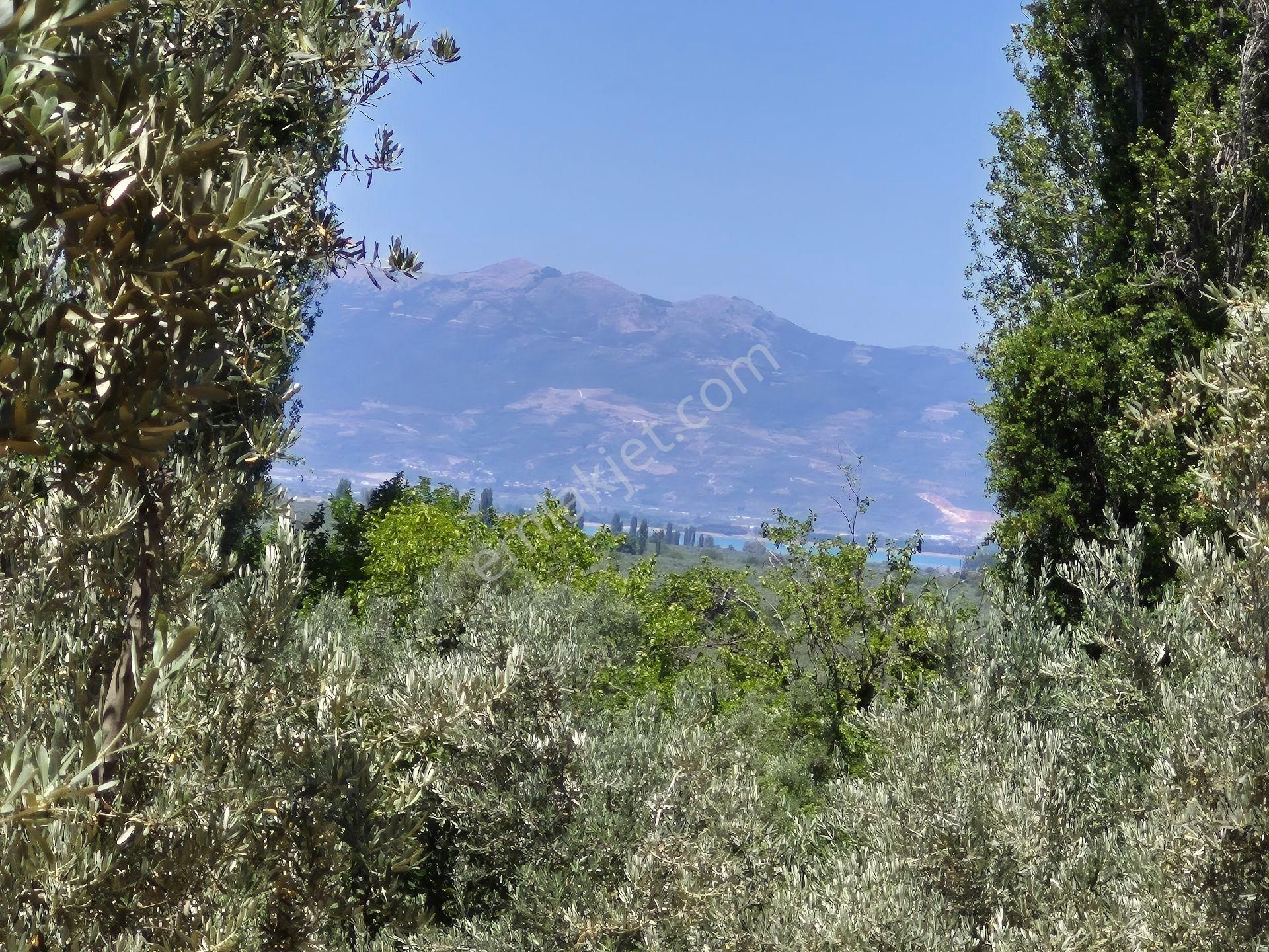 Orhangazi'nin Heceler Köyünde Köye Çok Yakın Mesafede Olan Zeytin Bahçesi Satılık... - Görsel 6