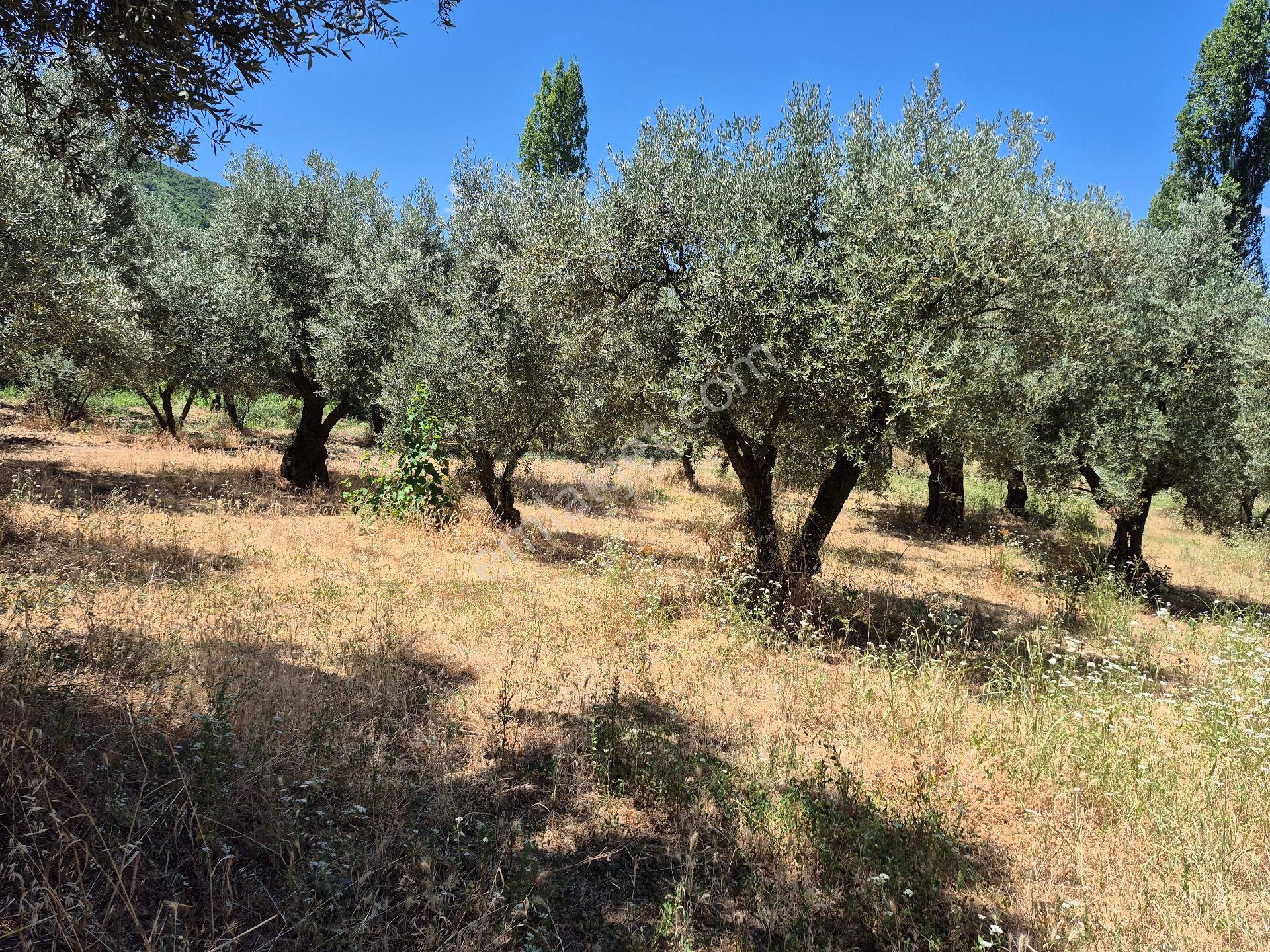 Orhangazi'nin Heceler Köyünde Köye Çok Yakın Mesafede Olan Zeytin Bahçesi Satılık... - Görsel 15