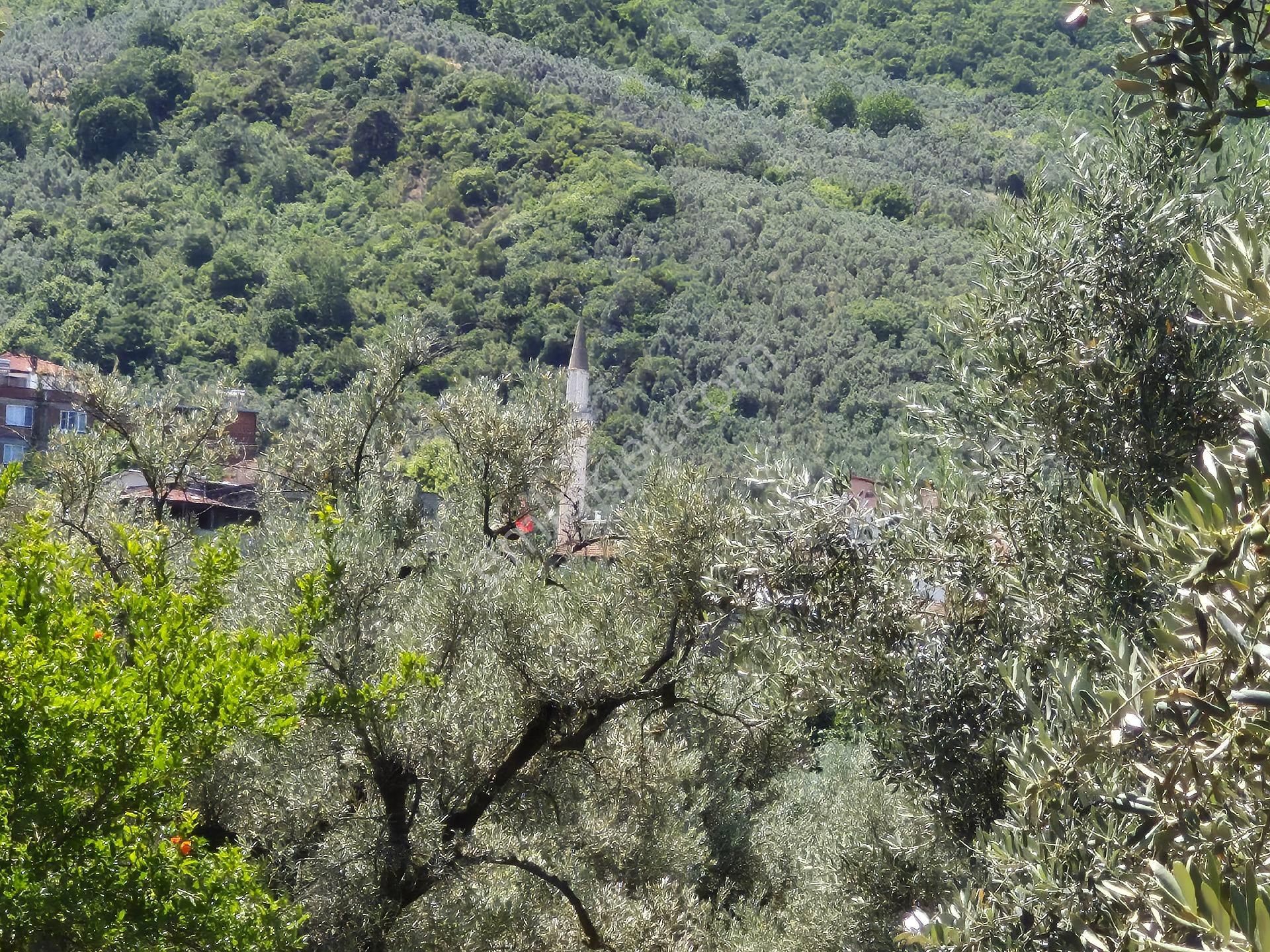 Orhangazi'nin Heceler Köyünde Köye Çok Yakın Mesafede Olan Zeytin Bahçesi Satılık... - Görsel 4