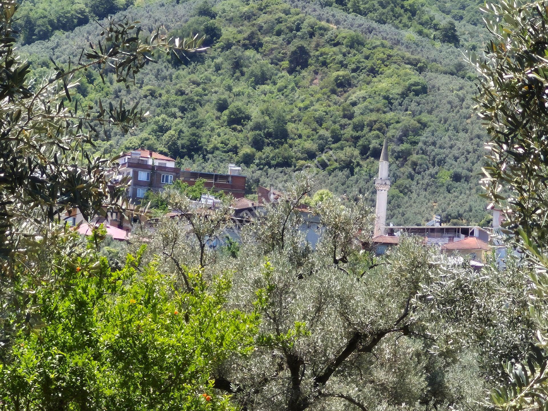 Orhangazi'nin Heceler Köyünde Köye Çok Yakın Mesafede Olan Zeytin Bahçesi Satılık... - Görsel 5