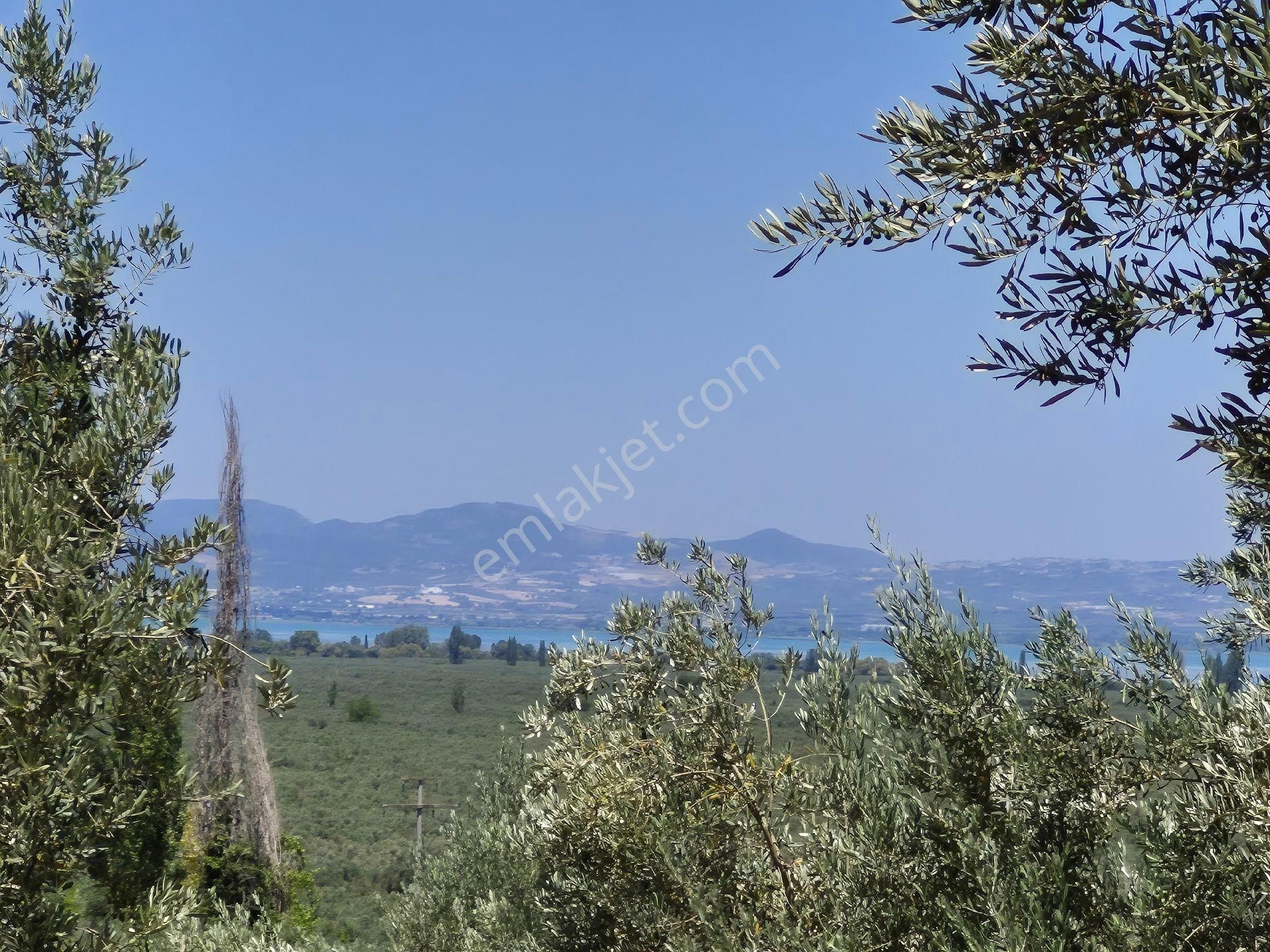 Orhangazi'nin Heceler Köyünde Köye Çok Yakın Mesafede Olan Zeytin Bahçesi Satılık...