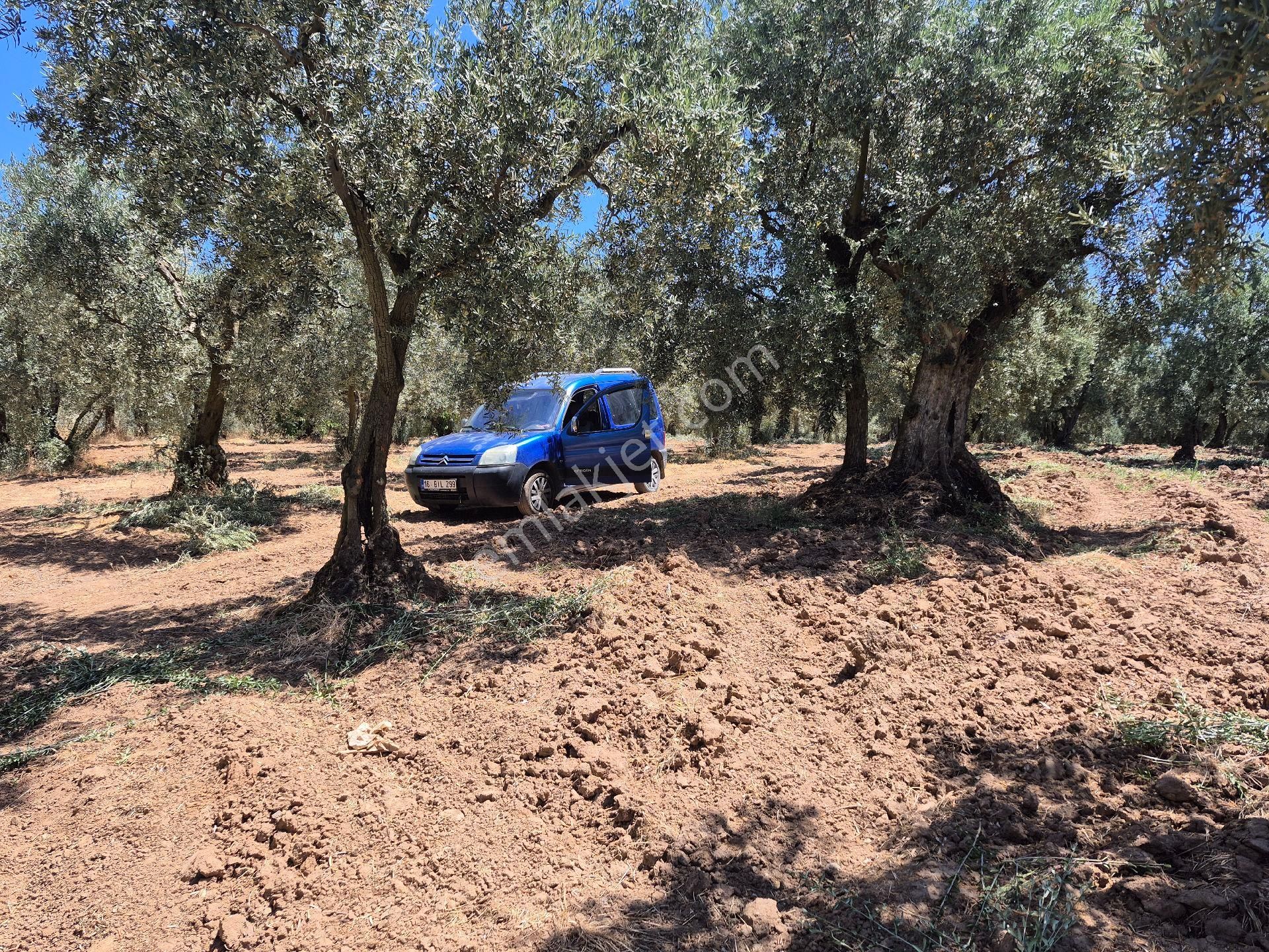 Orhangazi'nin Heceler Köyünde Köye Çok Yakın Mesafede Olan Zeytin Bahçesi Satılık... - Görsel 12