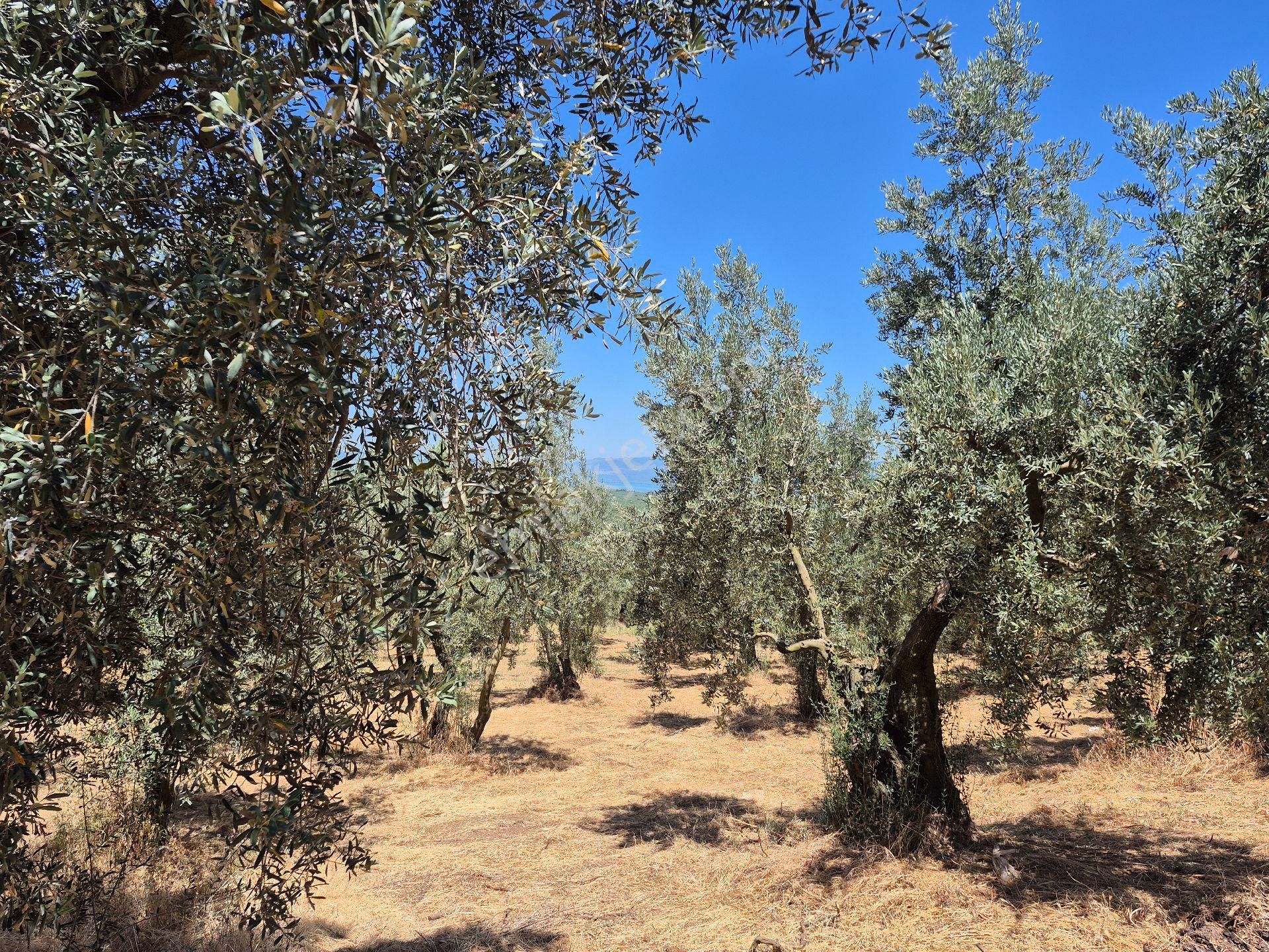 Orhangazi'nin Heceler Köyünde Köye Çok Yakın Mesafede Olan Zeytin Bahçesi Satılık... - Görsel 9