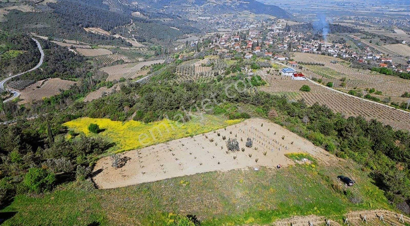 Bakımlı Yetişkin Meyve Bahçemiz .. - Görsel 5